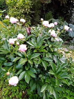 Perene: Bozur(paeonia)